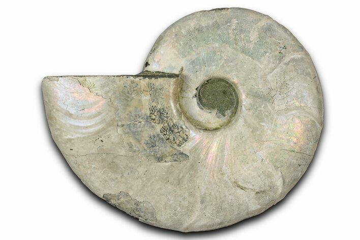 Silver Iridescent Ammonite (Cleoniceras) Fossil - Madagascar #346713